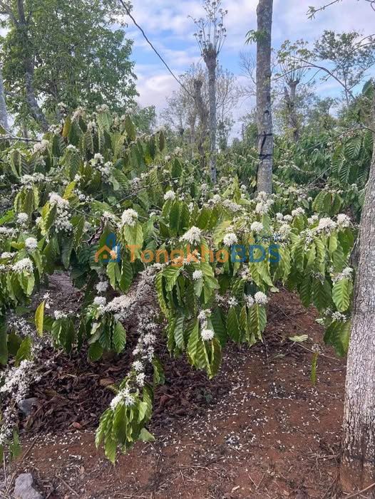 Bán Đất 6000m² Phường Cư Bao, Buôn Ma Thuột - Sổ Đỏ, Ô Tô Tới Nơi