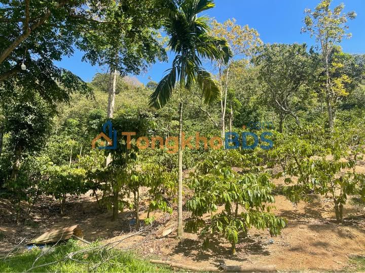 Bán Gấp 2.4ha Đất Trồng Cà Phê, Điều Tại Buôn Đôn, Đắk Lắk - Giá Tốt