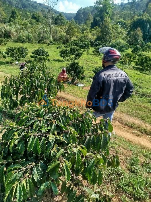 Đất Vườn Buôn Ma Thuột 18.000m² - Giá Đầu Tư 1.6 Tỷ