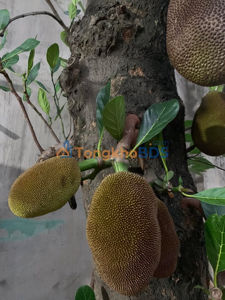 Nhà 100m² Nguyễn Thái Học, Tuy Hòa - Ô tô thông, giá 2.65 tỷ