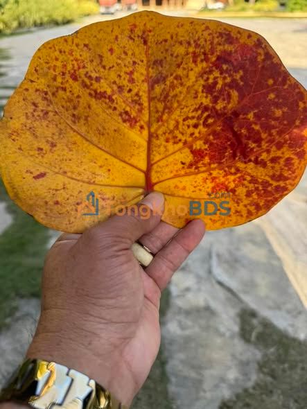 Đất Cam Hòa Cam Lâm 290m² - Sẵn 60m² Thổ Cư, Giá Đầu Tư Tốt