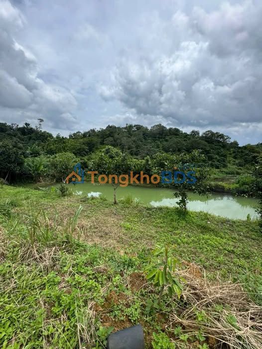 Bán Gấp Rẫy 2.2ha Đắk Nia, Gia Nghĩa - Sầu Riêng, Cà Phê, Suối, Ao, Giá 2.5 Tỷ