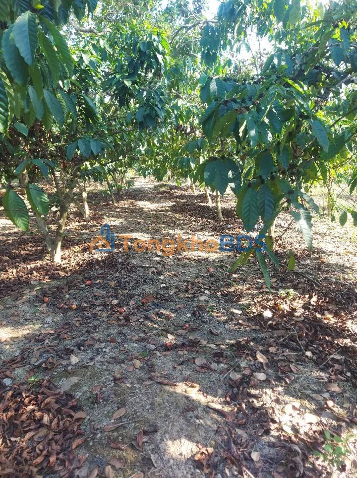 Farm Cà Phê Xen Điều 12.000m² Giá 1.9 Tỷ - Nghĩa Trung, Bình Phước
