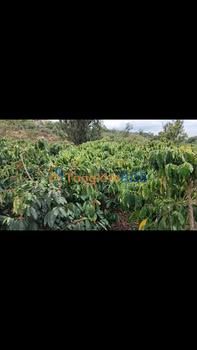 Đất Vườn 22000m² Mặt Đường Tân Hà, Lâm Hà - Giá 2.2 Tỷ Chính Chủ