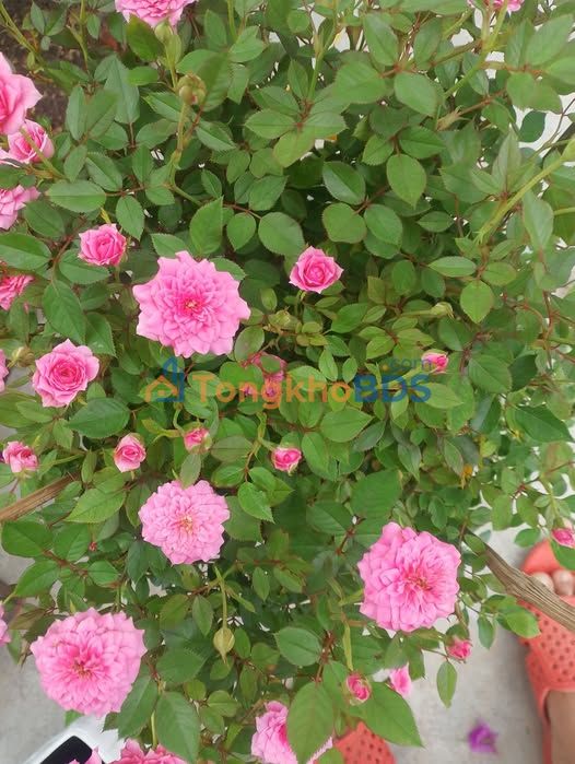 Bán Đất Vạn Thiện Ninh Đa 200m² Giá Chỉ 4xx Triệu - Sổ Đỏ Sẵn Sàng