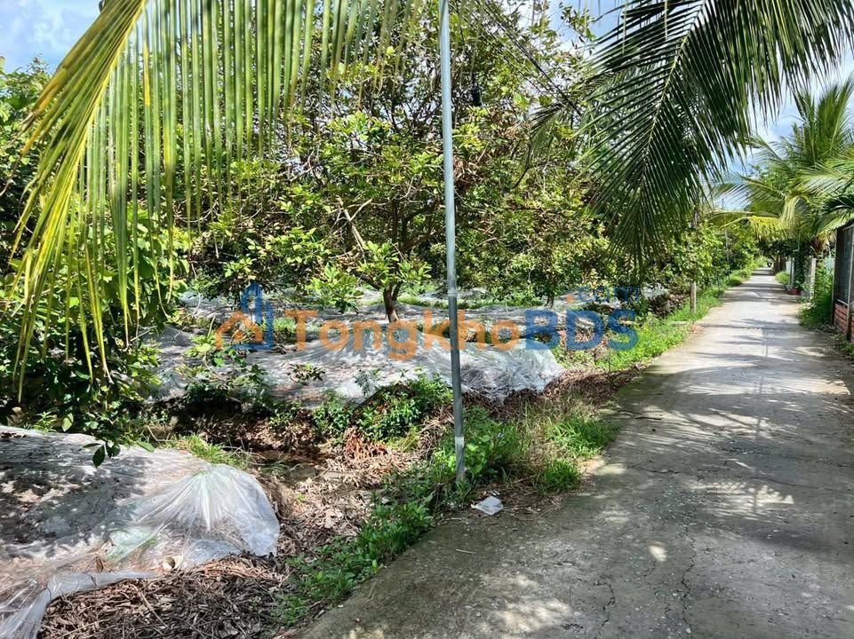 Bán Gấp Đất Vườn Chôm Chôm 4971m² Vĩnh Long - Dòng Tiền Ổn Định