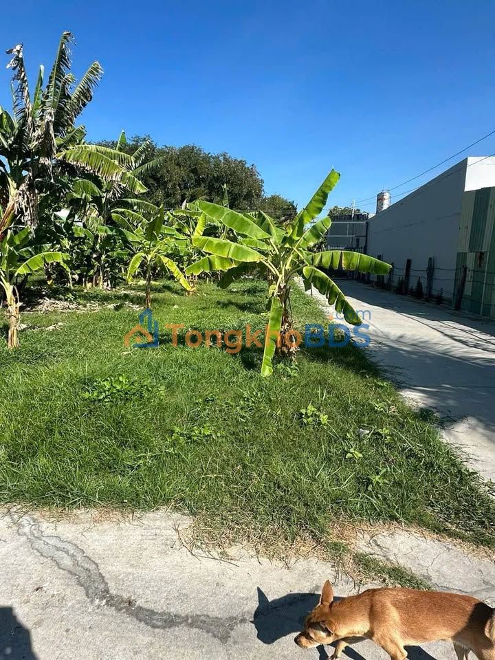 Bán Gấp Đất Nền 100m² Phường Tân Thiện, La Gi - Sổ Chung Giá Tốt