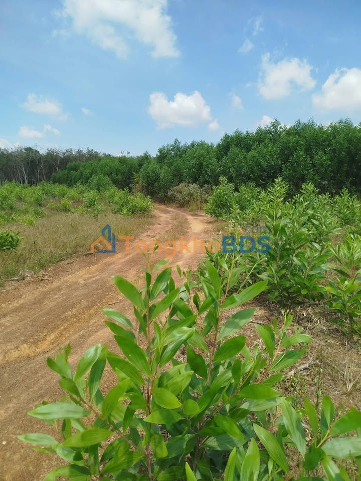 Bán Gấp Vườn Tràm 17.000m² Xuân Lộc - View Suối, Đường Ô Tô