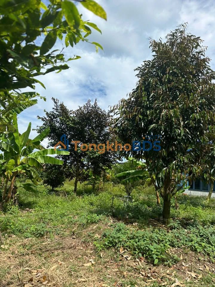 Bán Gấp Farm 8700m² Xuân Lộc, Đồng Nai - Vườn Trái Cây, Suối Mát, Giá Đầu Tư