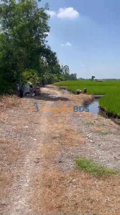 Bán Gấp 49 Công Đất Lúa 3 Vụ Tại Tân Thạnh, Long An - Giá Tốt Đầu Tư