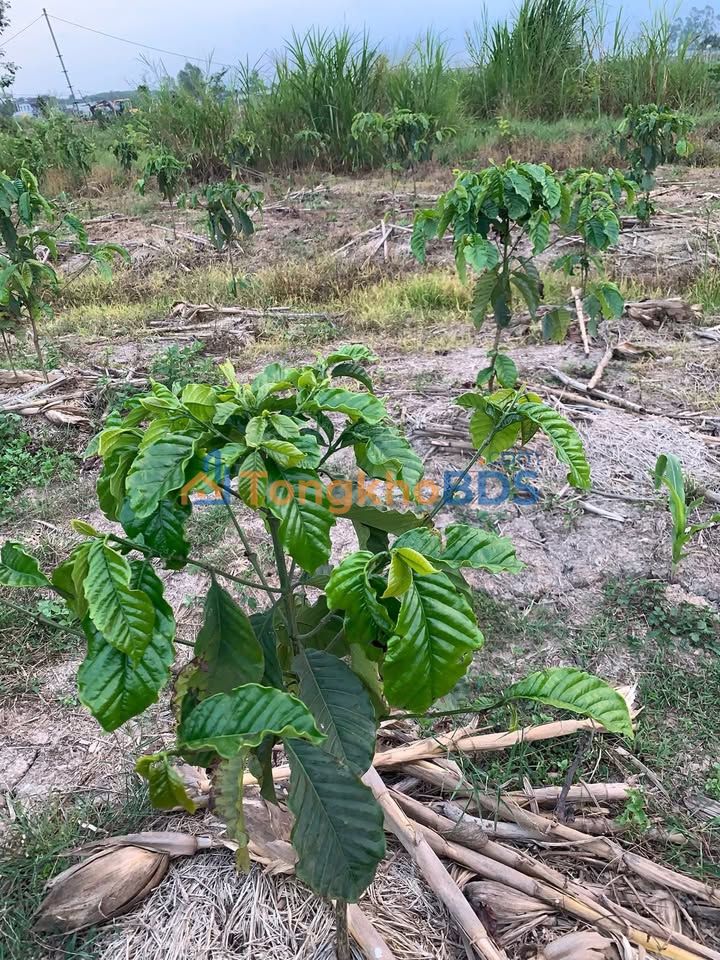 Bán Đất Vườn Cà Phê 7200m² Sổ Hồng Riêng - Đức Trọng, Lâm Đồng