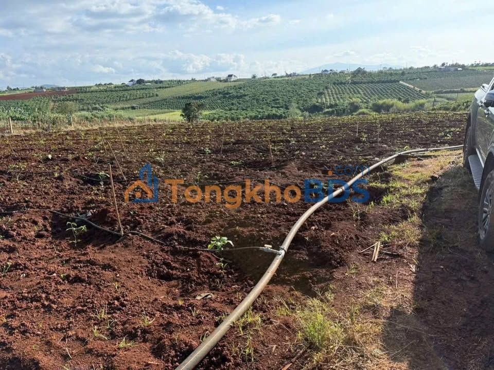 Bán Đất Vườn 33480m² Xã Tân Hội, Đức Trọng - Giá Đầu Tư 550 Triệu