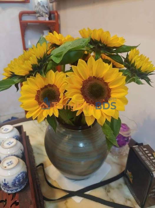 Nhà Cấp 4 Phường 7 Vũng Tàu 42m² - Giá 2.1 Tỷ Có Thương Lượng