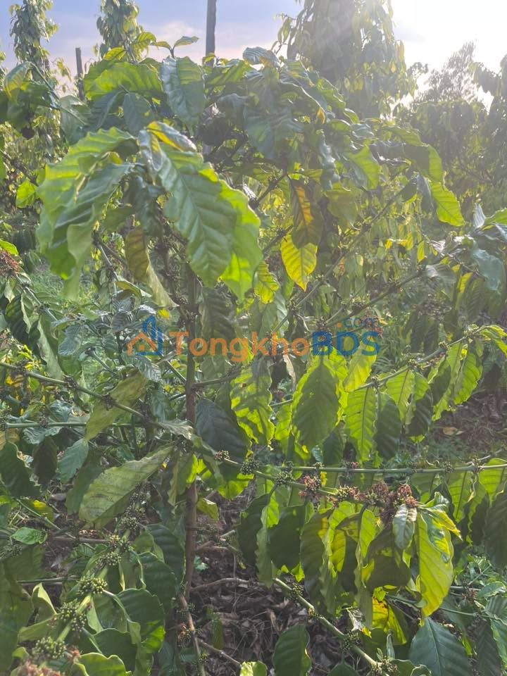 Bán Đất Vườn 12240m² Gia Lai - Sẵn Sàng Xây Dựng, Giá 1.35 Tỷ