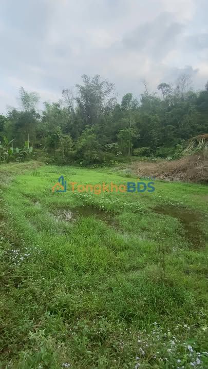 Bán Đất Vườn Rừng 18.600m² Lào Cai - Sẵn Quế, Mỡ, Ao - Giá 1.35 Tỷ