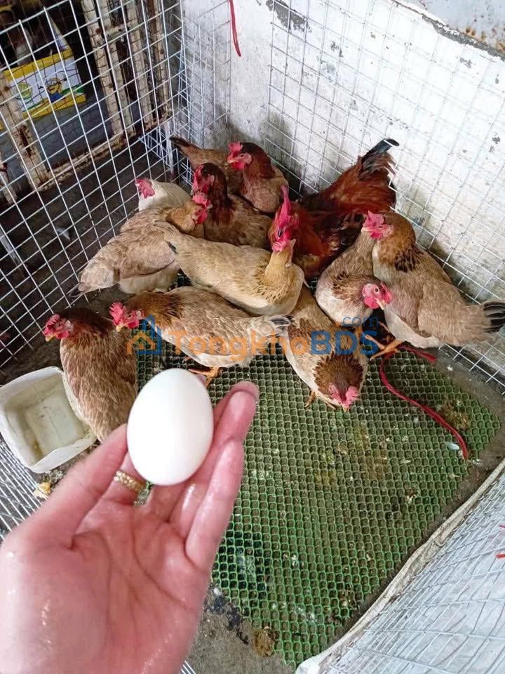 Bán đất Hòa Phú Đà Nẵng 150m² - Sổ đỏ thổ cư, gần chợ