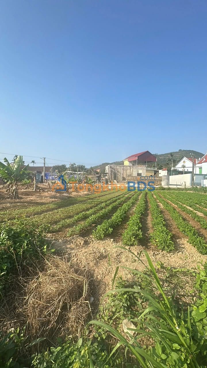 Bán Đất Thổ Cư 200m² Xã Hoằng Xuân, Thanh Hóa - Sổ Đỏ Sẵn Sàng