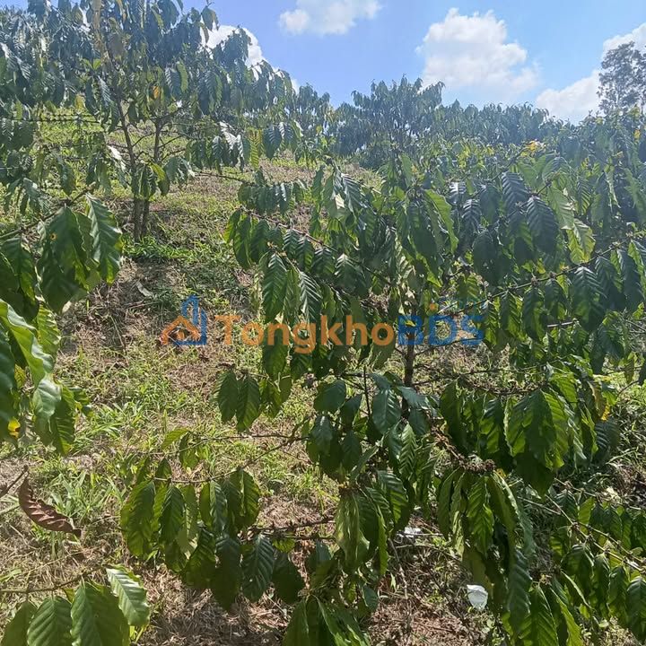 Bán Đất Vườn 21600m² Xã Lộc Thắng, Bảo Lâm - Giá 700 Triệu