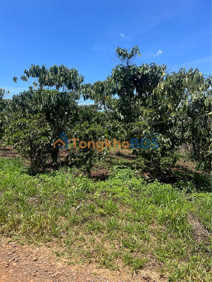 Đất Vườn 30240m² Mặt Tiền Đường 8,4 Q8 - Giá Đầu Tư 2.77 Tỷ