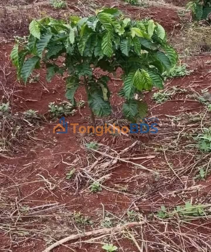 Bán đất 10.000m² Eatân, Buôn Đôn - 1.85 tỷ, ôm 2 mặt đường bê tông