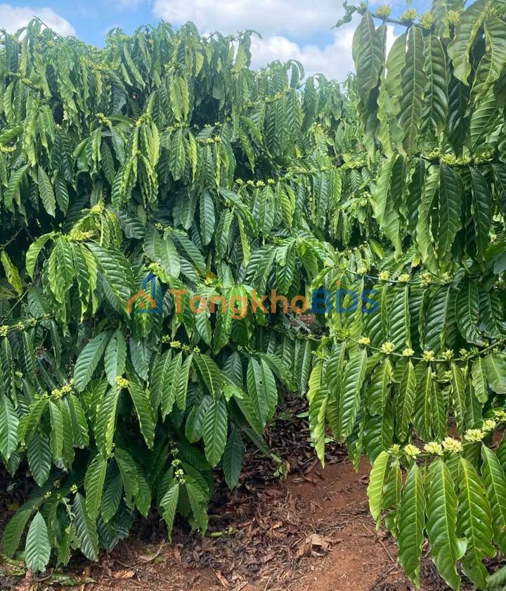 Bán Đất Vườn 1.7ha Tỉnh Lâm Đồng - Sổ Đỏ, Giá 8.6 Tỷ