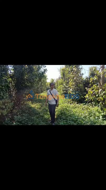 Bán gấp Farm 20.000m² Đắk Nông - Sẵn sàng khai thác, giá đầu tư