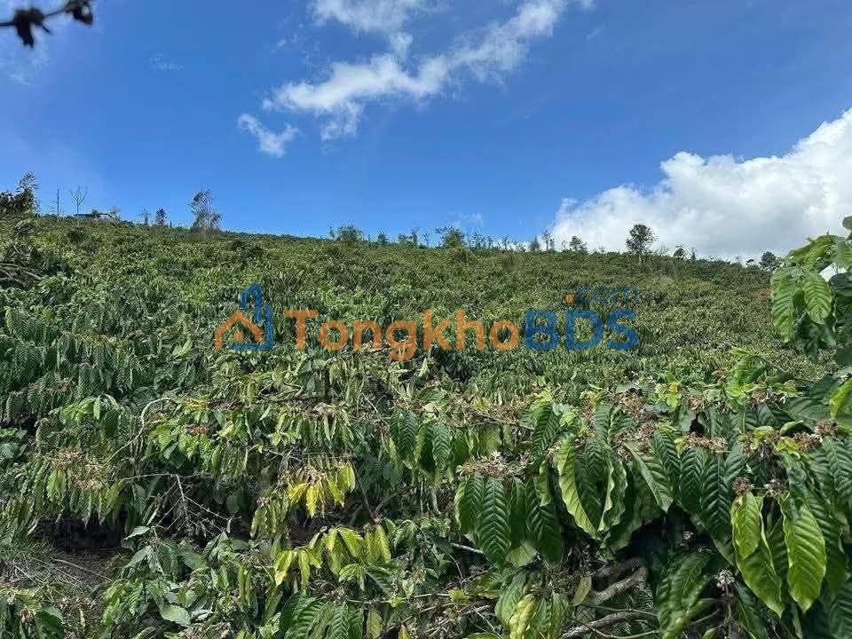 Bán Gấp Rẫy Cà Phê 1.6ha Thuận An, Lâm Đồng - Thu Nhập Ổn Định