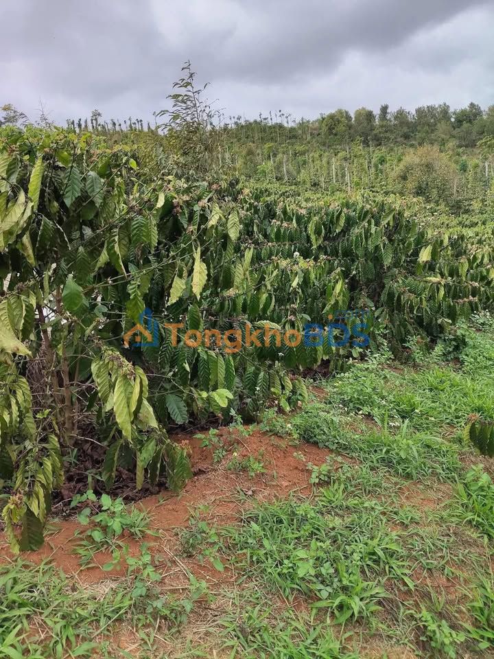 Bán Gấp Rẫy 12.000m² Đắk Mil - Sẵn Nước Tưới, Điện 3 Pha Riêng