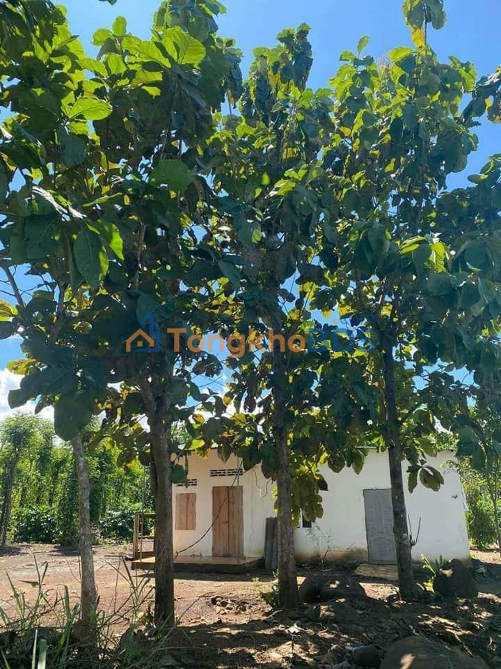 Bán Gấp Farm 10.000m² Đắk Lắk - Giá 679 Triệu, Có Nhà & Ao Cá