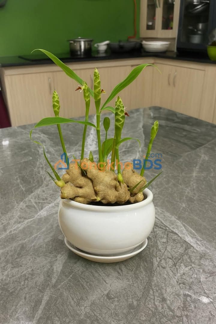 Đất Nền Hòa Vang Đà Nẵng - 150m² Sổ Đỏ, Giá Chỉ 450 Triệu