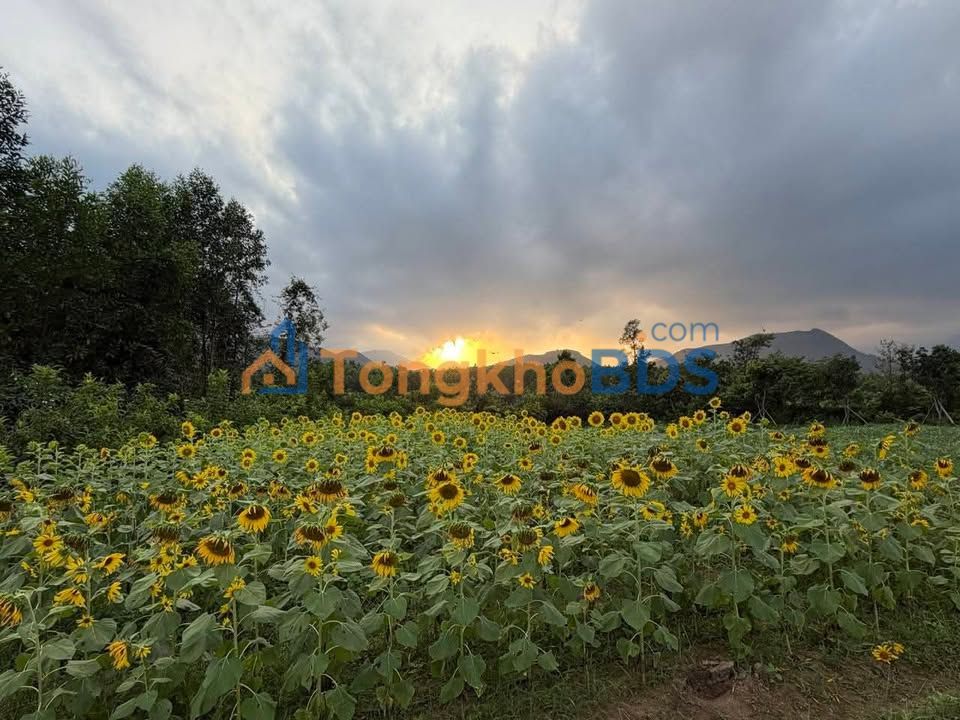 Đất vườn Hòa Phú Đà Nẵng 10.000m² - Sổ đỏ chính chủ