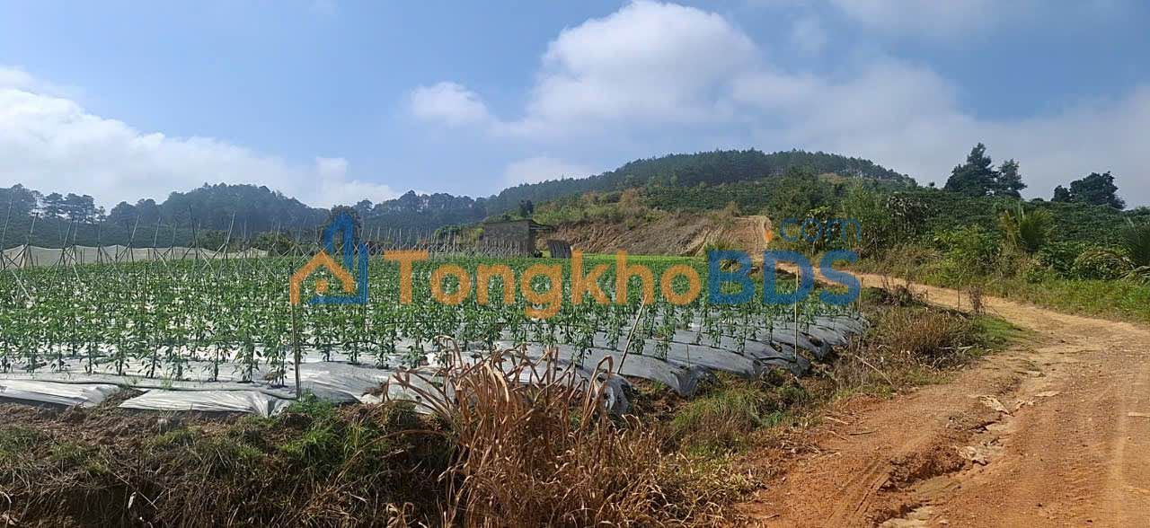 Đất Vườn 21600m² Đức Trọng, Lâm Đồng - Sẵn Sàng Làm Trang Trại Nghỉ Dưỡng