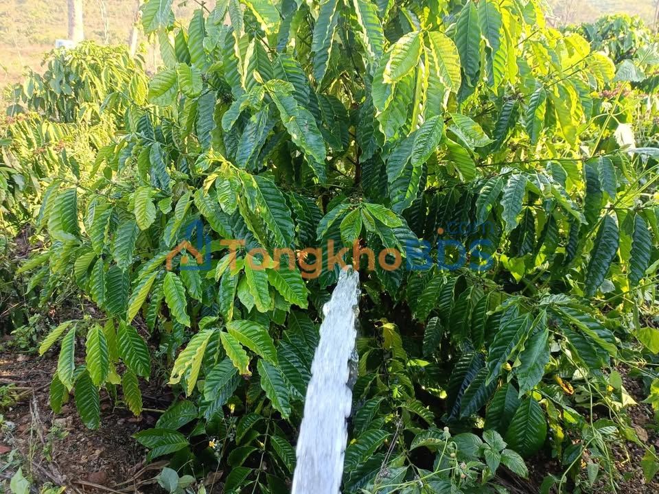 Bán gấp 7200m² đất cafe tại trung tâm Ea Wer, Đắk Lắk - Giá 980 triệu