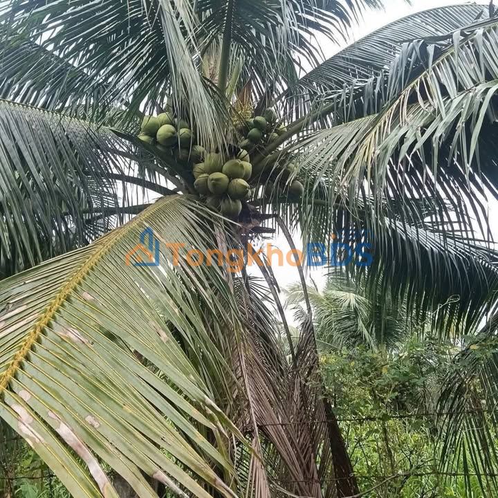 Đất Vườn Bến Tre 2075.7m² - Vườn Dừa Trái Xum Xuê, Giá Tốt