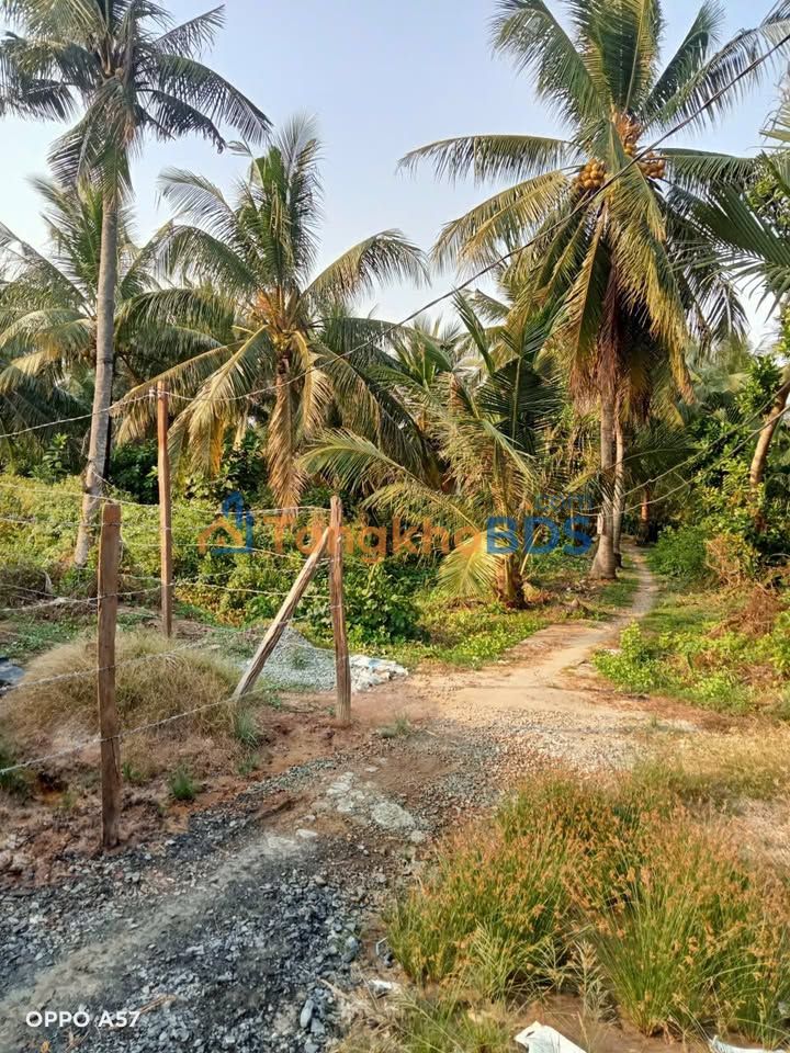 Đất Nền 1407m² Bến Tre - Giá Tốt, Sẵn Sổ, Vừa Ở Vừa Trồng Trọt