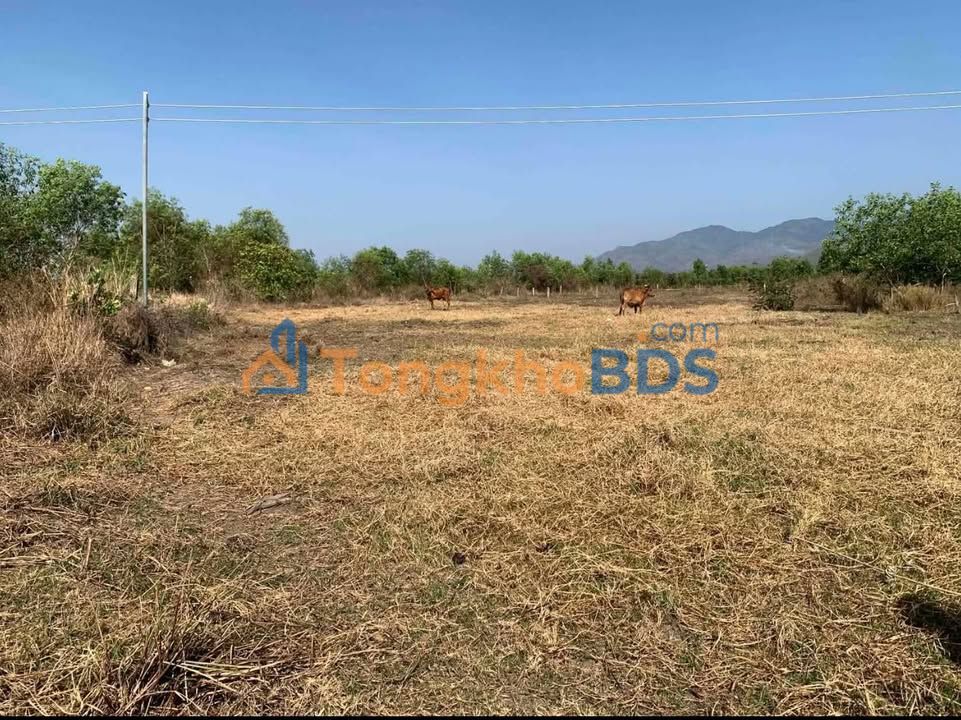 Đất Nền 1800m² Hàm Thuận Bắc - Sổ Sẵn Giá 520 Triệu