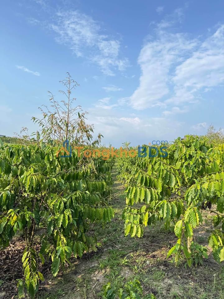 Bán Gấp Farm 6900m² Đất Vườn Hòa Bắc, Di Linh - Sẵn Sàng Thu Hoạch