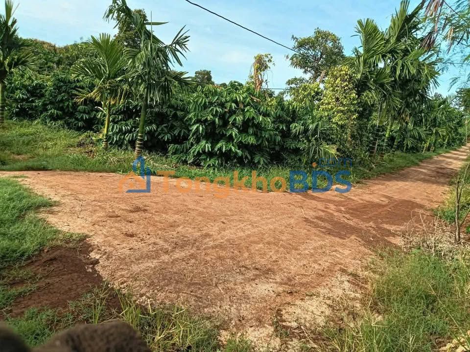 Đất Vườn Phú Yên 14400m² - Giá Đầu Tư 390 Triệu/Sào - Sẵn Sổ Hồng