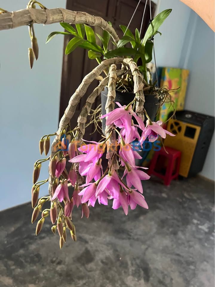 Bán Đất Mặt Tiền 4200m² Lộc Ngãi, Bảo Lâm - Sổ Đỏ, Giá 2 Tỷ