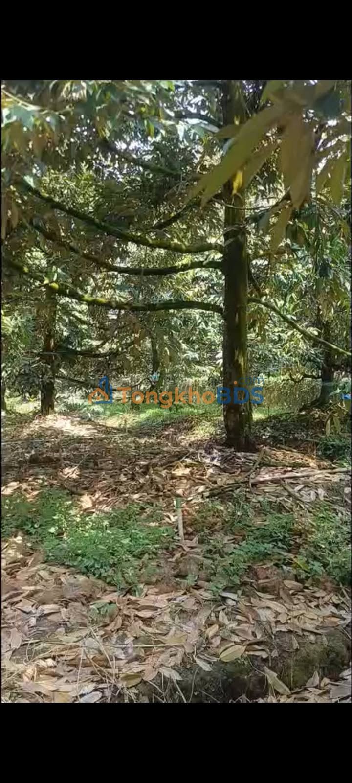 Đất Sổ Riêng 3600m² Giá 800 Triệu – Mỹ Tú, Sóc Trăng