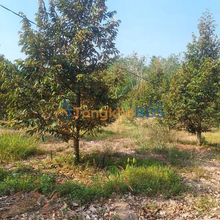 Farm 19.000m² với 180 cây Sầu Riêng tại Dầu Tiếng, Bình Dương - Giá Thỏa Thuận