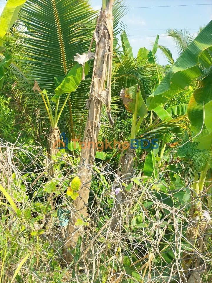 Bán đất Long Nguyên, Bàu Bàng 1500m² giá chỉ 1.6 tỷ - Sổ đỏ sẵn sàng