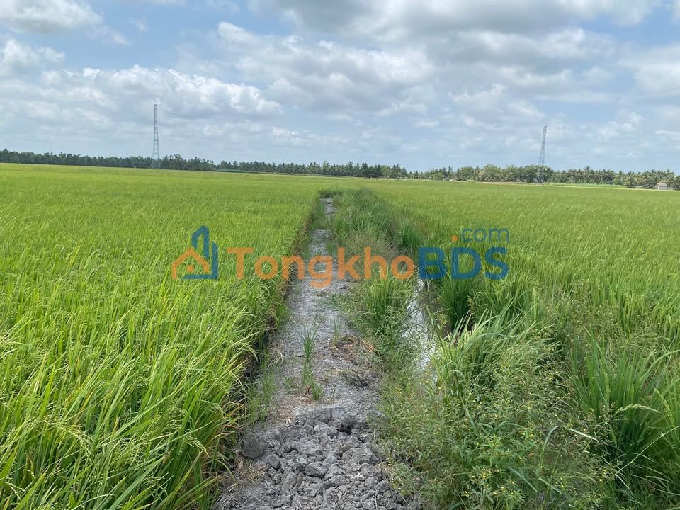 Đất Vườn 7000m² Giá Tốt - Xã Phong Thạnh, Trà Vinh