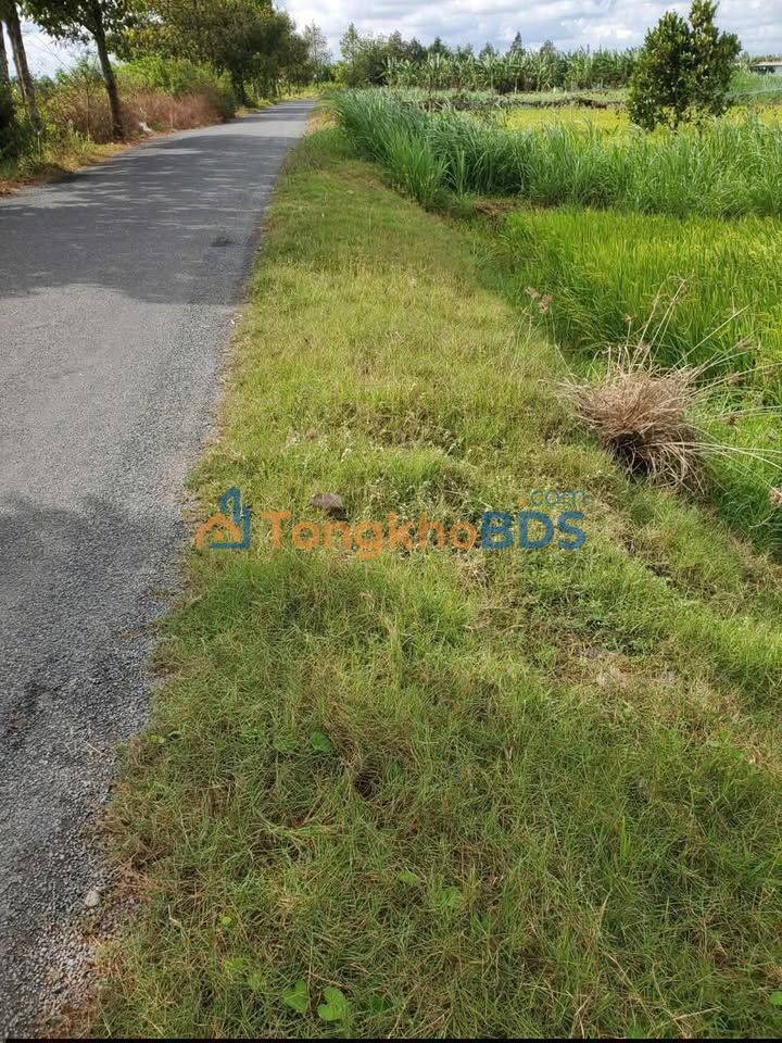 Bán Gấp Đất Ruộng 2700m² Bến Tre - Giá 550 Triệu