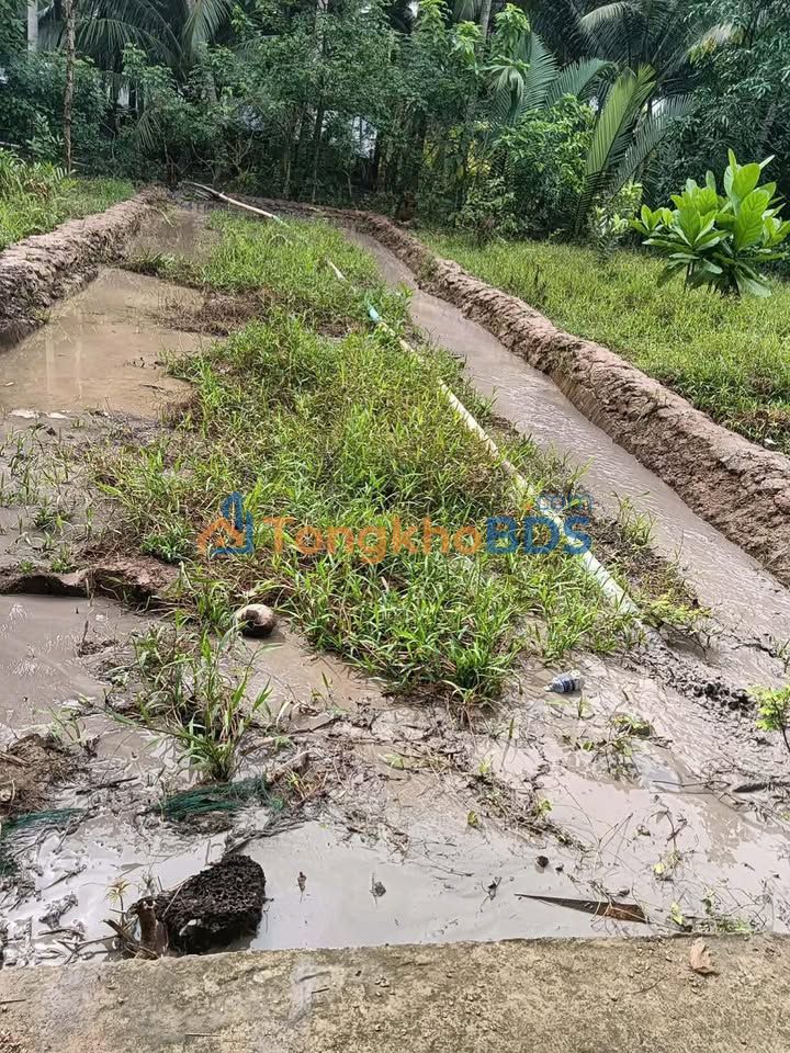 Đất Nền Tân Bình Bến Tre 178m² - Lộ Xe Hơi, Giá 310 Triệu