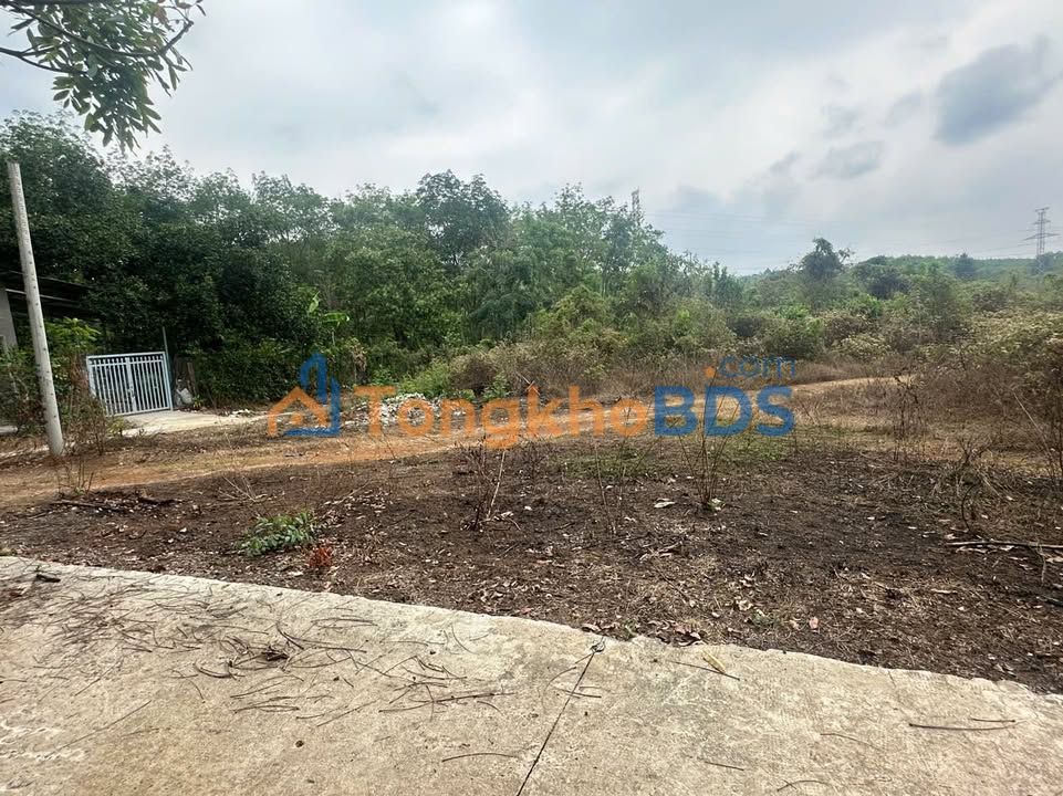 Bán Gấp 12 Lô Đất Sào Hướng Đông Phường Bình Hưng Hòa A, Bình Tân - Giá 3 Tỷ/Sào