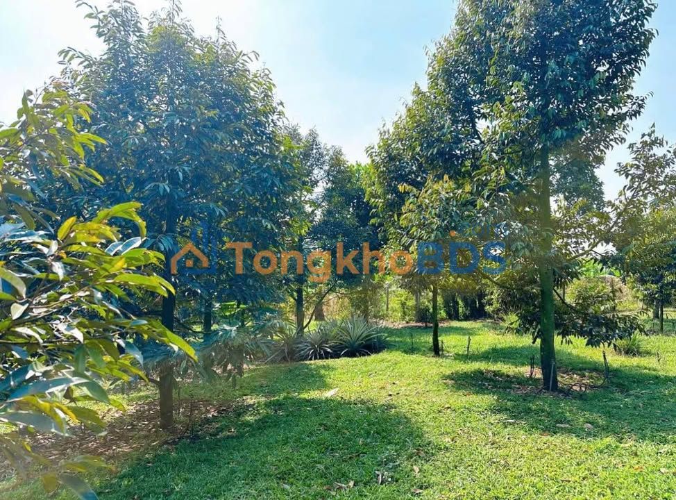 Đất Vườn Long Khánh 1500m² (3 Sổ Riêng) - Kế Bệnh Viện, Giá 700 Triệu