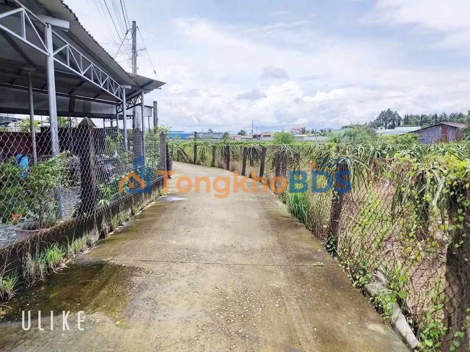 Đất Thổ Cư Tầm Vu, Long An - Chỉ 489 Triệu/Nền Sổ Hồng Riêng