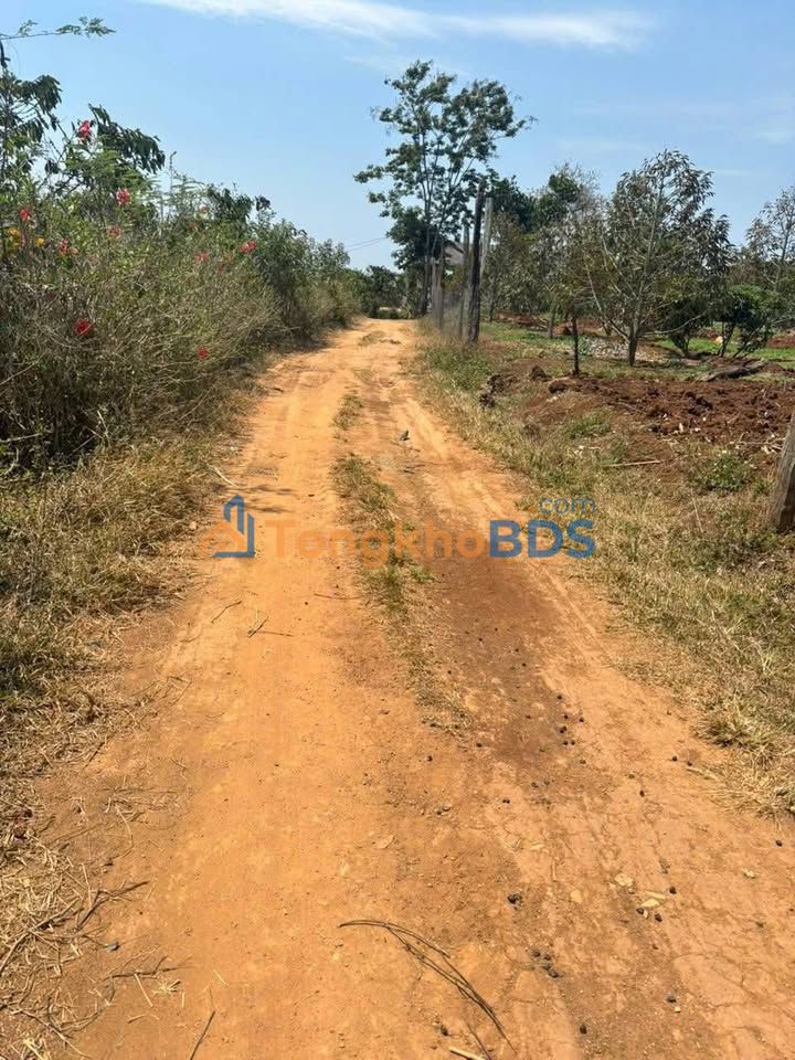 Bán Gấp 5 Sào Đất Vườn Sầu Riêng Thái - Ea Kar, Đắk Lắk - Giá Đầu Tư 2.5 Tỷ