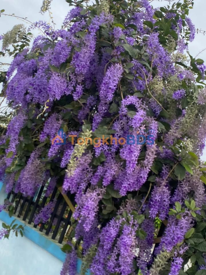 Đất nền 125m² trục chính biển Hải Hòa, Sầm Sơn - Giá 3.5 tỷ